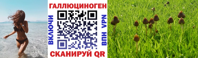 где можно купить   Калининец  Псилоцибиновые грибы Psilocybe 